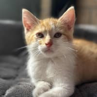 Photo of Gatsby   In Foster Care In Cranbourne