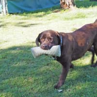Photo of Coco