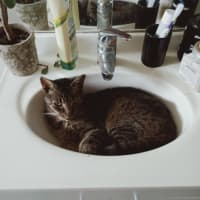 Photo of Sophee