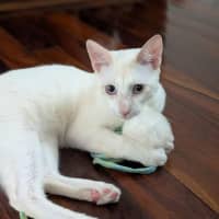 Photo of Sir Cornelius