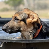 Photo of Fergus 🧡