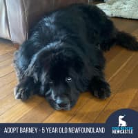 Photo of Barney   5 Year Old Newfoundland