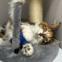 Photo of Lulu