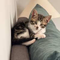 Photo of Smudge