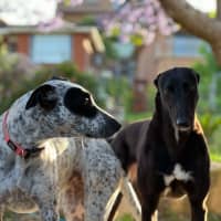 Photo of Clover, The Cat Friendly Greyhound