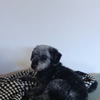Photo of Wanda