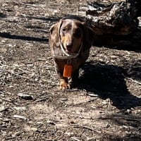 Photo of Winston