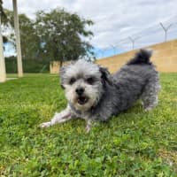 Photo of Diesel