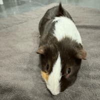 Photo of Darryl   Desexed Male