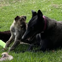 Photo of Tin Tin 27kg