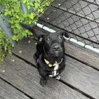 Photo of Archie