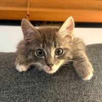 Photo of Ziggy