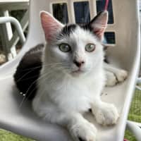 Photo of Oscar