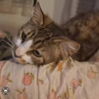 Photo of Purrlock Holmes