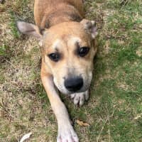 Photo of Dobby (9182)