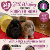 Photo of Licorice & Raspberry Twist 