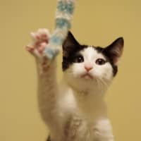 Photo of Moo Moo