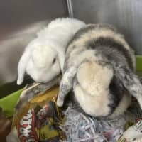 Photo of Snowy & Coco
