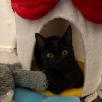 Photo of Onyx