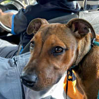 Photo of Lilly (Was Lolly)