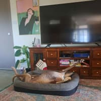 Photo of Sean, The Greyhound