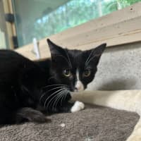 Photo of Rebel