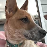 Photo of Pumpkin
