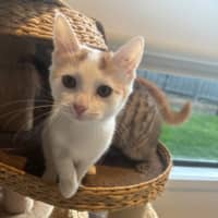 Photo of Poko Meet Me@Petstock Mornington Nepean Hwy