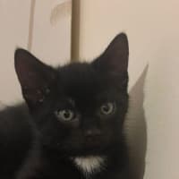 Photo of Johnny Walker