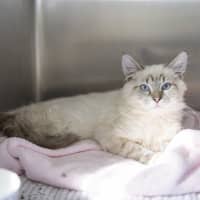 Photo of Wizard Lizard