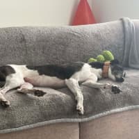 Photo of Luka, The Greyhound 