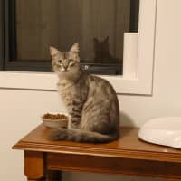 Photo of Kitten Bluebell