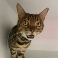 Photo of Rosie
