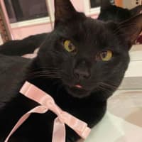 Photo of Mittens