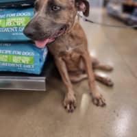 Photo of Honey