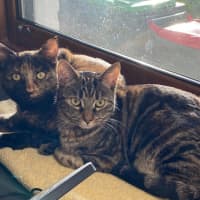 Photo of Dara   In Foster Care In Brunswick