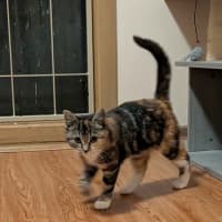 Photo of Popcorn