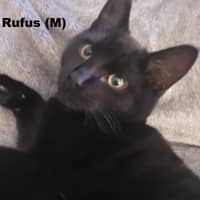 Photo of Rufus
