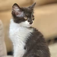 Photo of Tyseen ** 2nd Chance Cat Rescue**