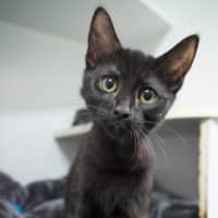 Photo of Ash