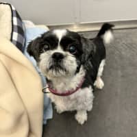 Photo of Biggie (Bonded To Bonnie)