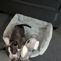 Photo of Hugo (Bessie's Puppy)
