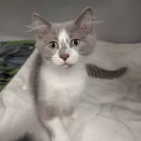 Photo of Lilac