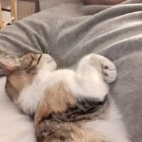 Photo of Marshmallow