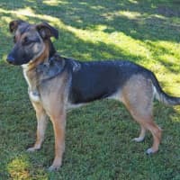 Photo of Dash