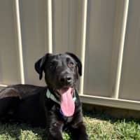 Photo of Oz   5 Month Old German Shepherd X