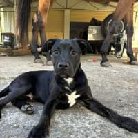 Photo of Stitch