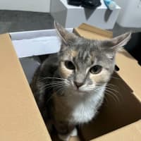 Photo of Purrl & Punchy! 