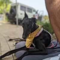 Photo of Cassie, The Greyhound