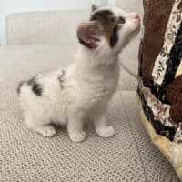 Photo of Albie